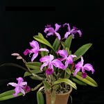 Carica l'immagine nel visualizzatore Galleria, Cattleya lawrenceana 'aquinata'