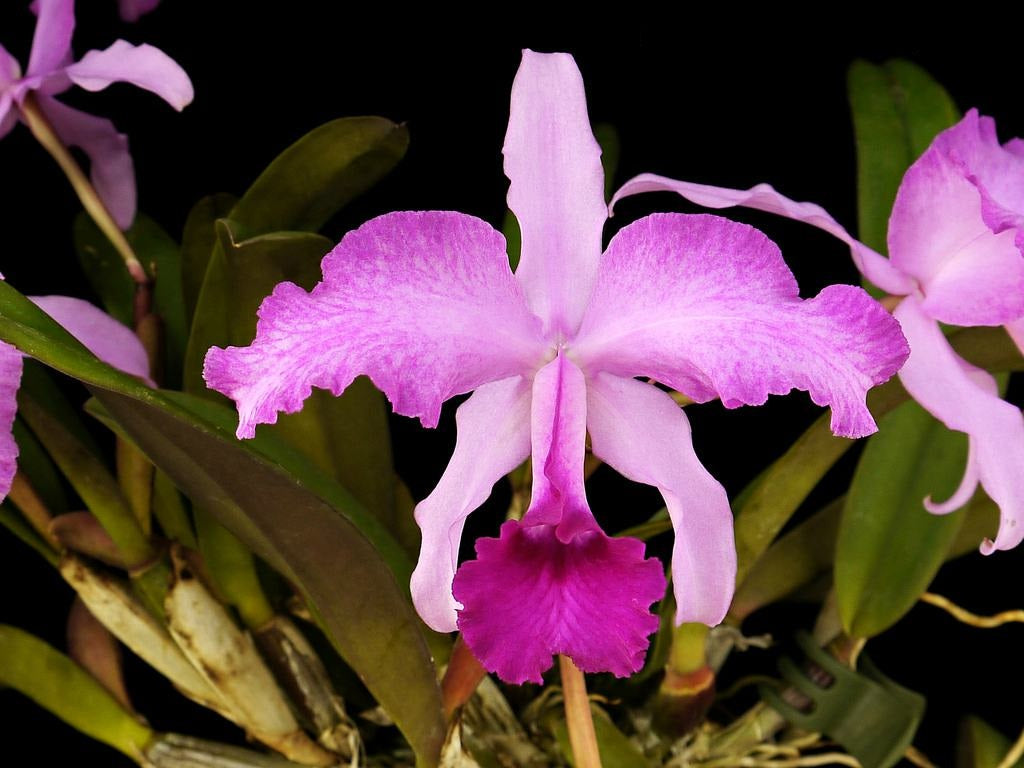 Cattleya lawrenceana 'aquinata'