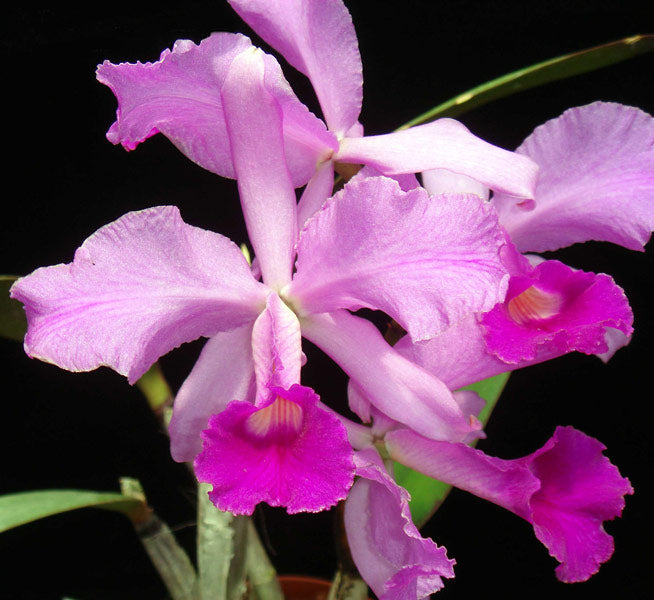 Cattleya lawrenceana