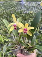 Carica l&#39;immagine nel visualizzatore Galleria, Cattleya Len Zieff (C. Jungle Elf &#39;Cheryl Isobee&#39; x C. luteola)
