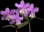 Load image into Gallery viewer, Cattleya loddigesii 'KK'