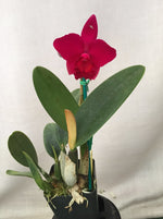 Carica l&#39;immagine nel visualizzatore Galleria, Cattleya Love Castle &#39;Kurenai&#39; (C. Psyche -1902 x C. José Dias Castro)
