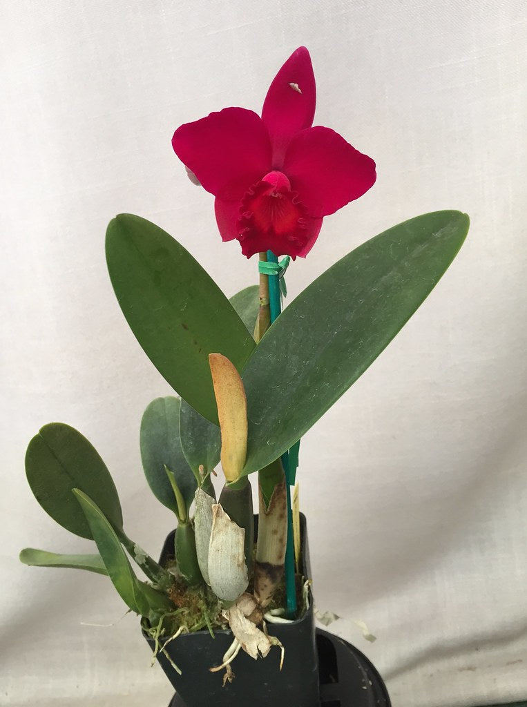 Cattleya Love Castle 'Kurenai' (C. Psyche -1902 x C. José Dias Castro)