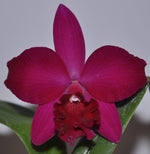 Carica l&#39;immagine nel visualizzatore Galleria, Cattleya Love Castle &#39;Kurenai&#39; (C. Psyche -1902 x C. José Dias Castro)
