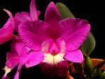 Carica l'immagine nel visualizzatore Galleria, Cattleya Love Knot 'Sato' (C. sincorana x C. walkeriana)