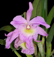 Cattleya Madame Charles Maron