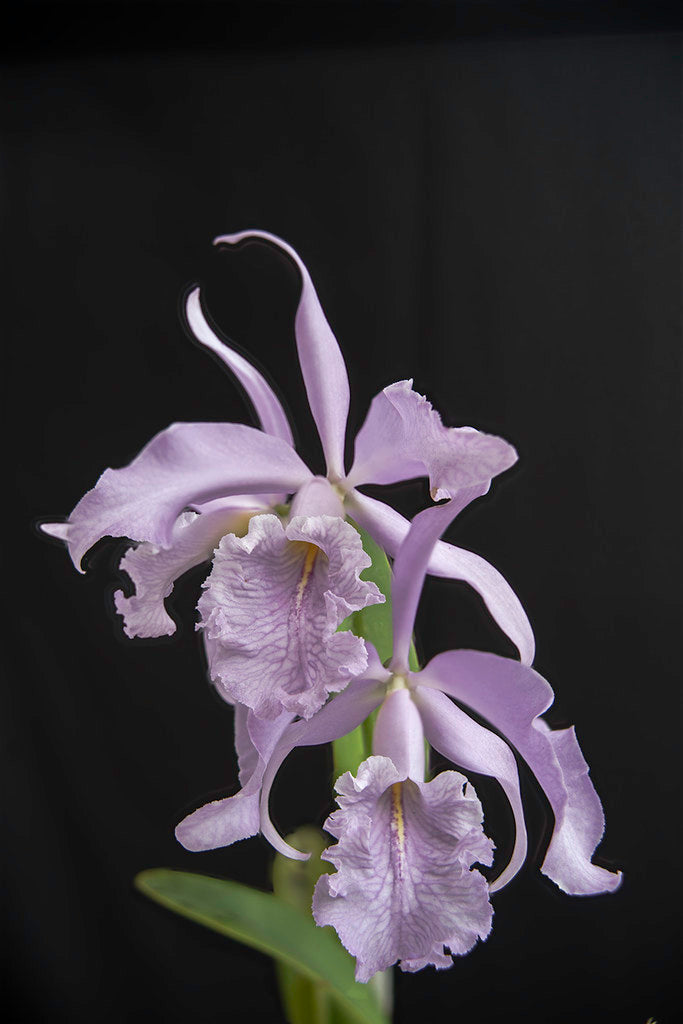 Cattleya maxima var. coerulea