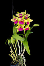 Carica l'immagine nel visualizzatore Galleria, Cattleychea Merry Green 'Green Pride' FCC/OSROC