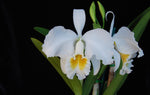 Carica l'immagine nel visualizzatore Galleria, Cattleya mossiae var. alba