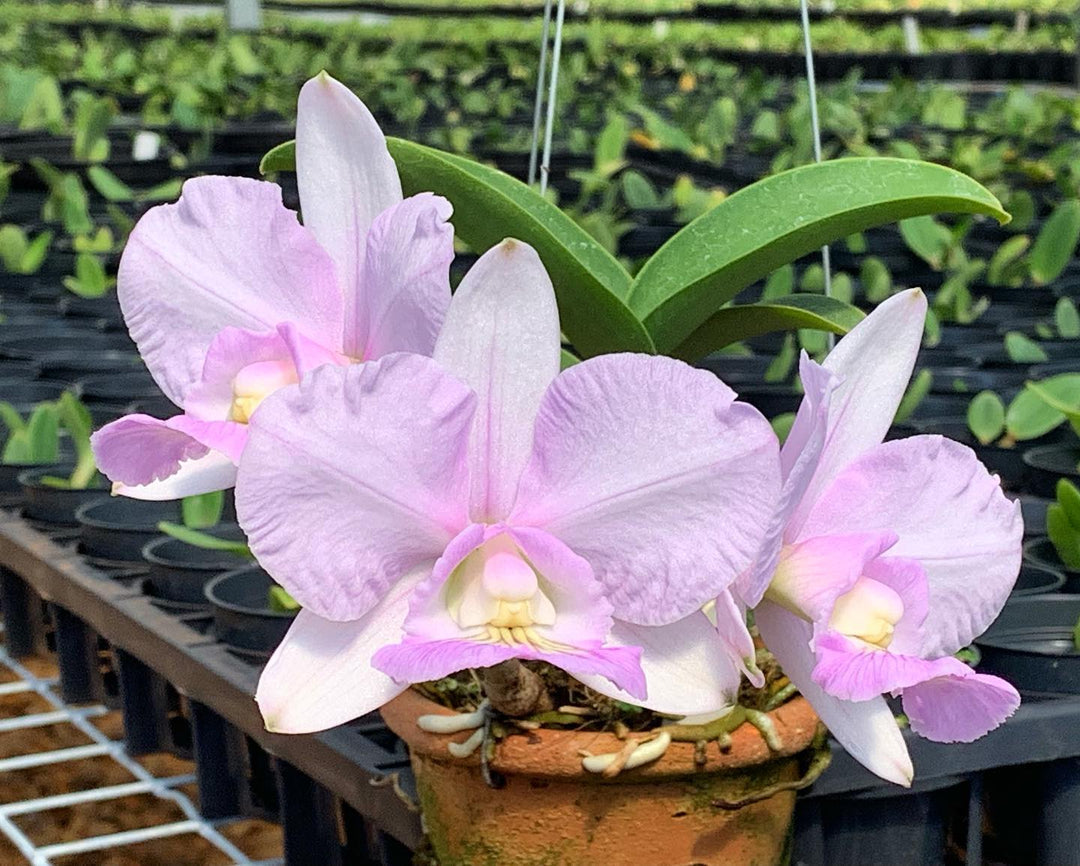 Cattleya nobilior var. amaliae 'Sandra'