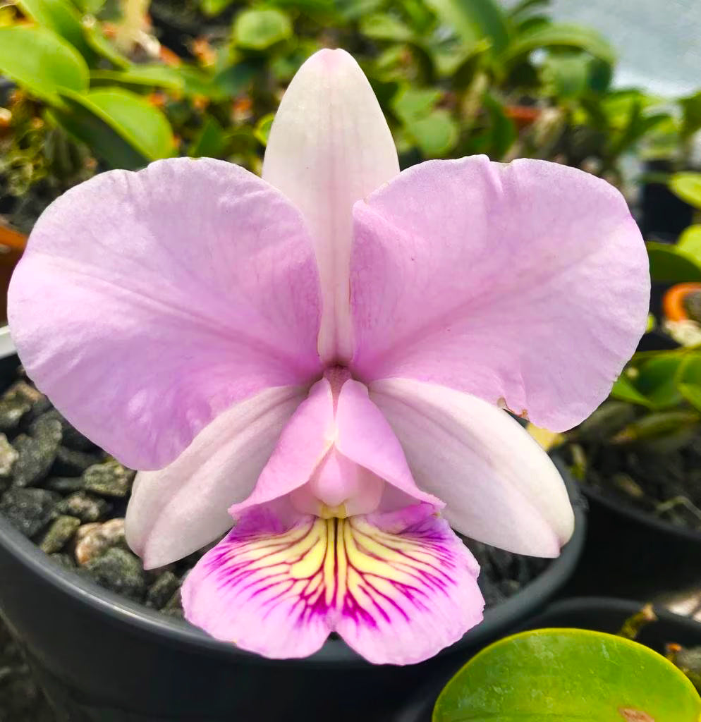 Cattleya nobilior var. amaliae 'Sandra'