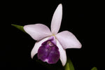 Load image into Gallery viewer, Cattleya nobilior x dayana