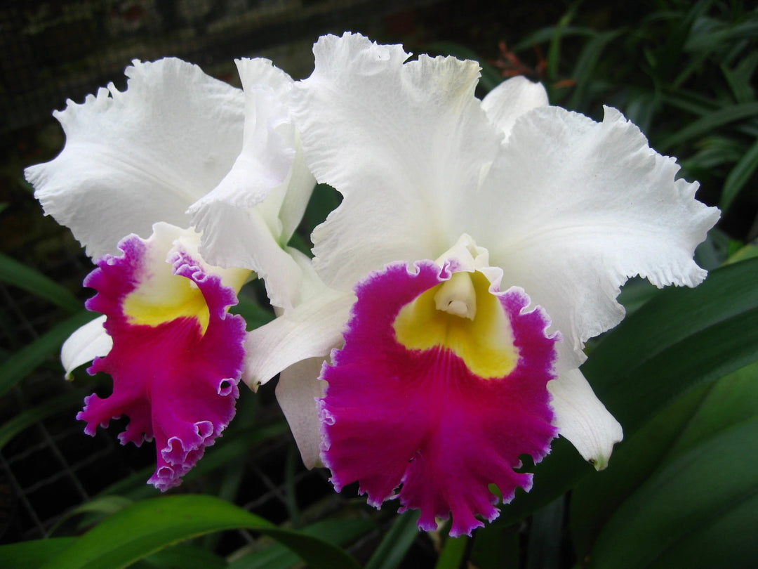 Cattleya Orglade's Grand 'Tian Mu' (C. Mildred Rives x C. Persepolis)