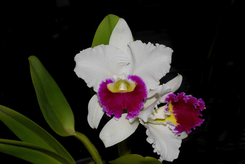 Cattleya Orglade's Grand 'Tian Mu' (C. Mildred Rives x C. Persepolis)