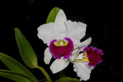 Cattleya Orglade's Grand 'Tian Mu' (C. Mildred Rives x C. Persepolis)