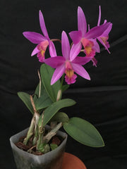 Cattleya Pink Favourite 'Tokyo' ( C. milleri × C. walkeriana)