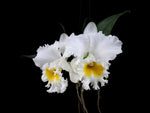 Carica l&#39;immagine nel visualizzatore Galleria, Rhyncholaeliocattleya Platinum Charm
