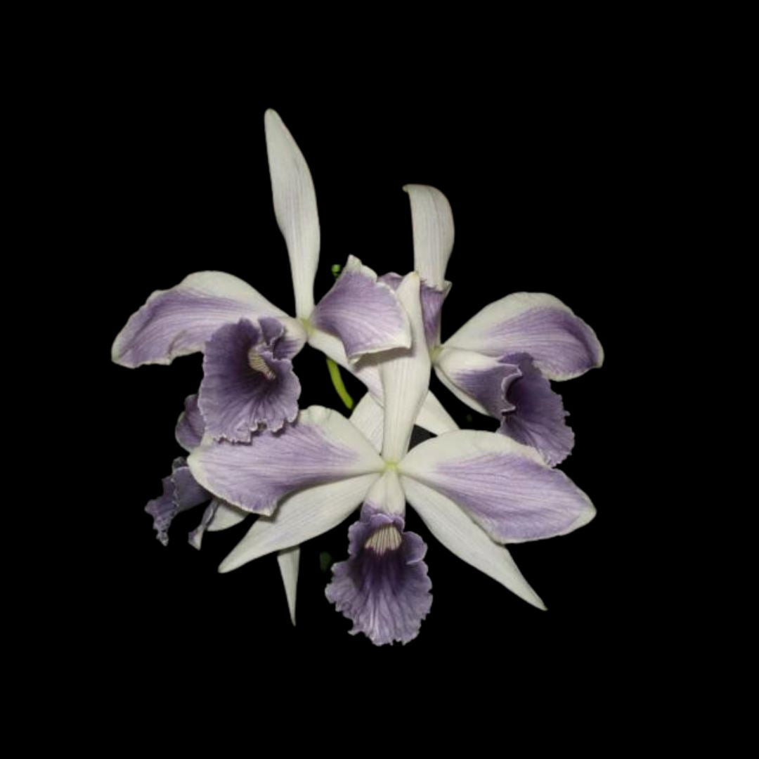 Cattleya (syn. Laelia) purpurata var. werkhauseri striata - Brazil Import