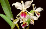 Carica l'immagine nel visualizzatore Galleria, Cattleya rex