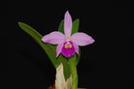 Carica l'immagine nel visualizzatore Galleria, Cattleya Rubin x C. sincorana