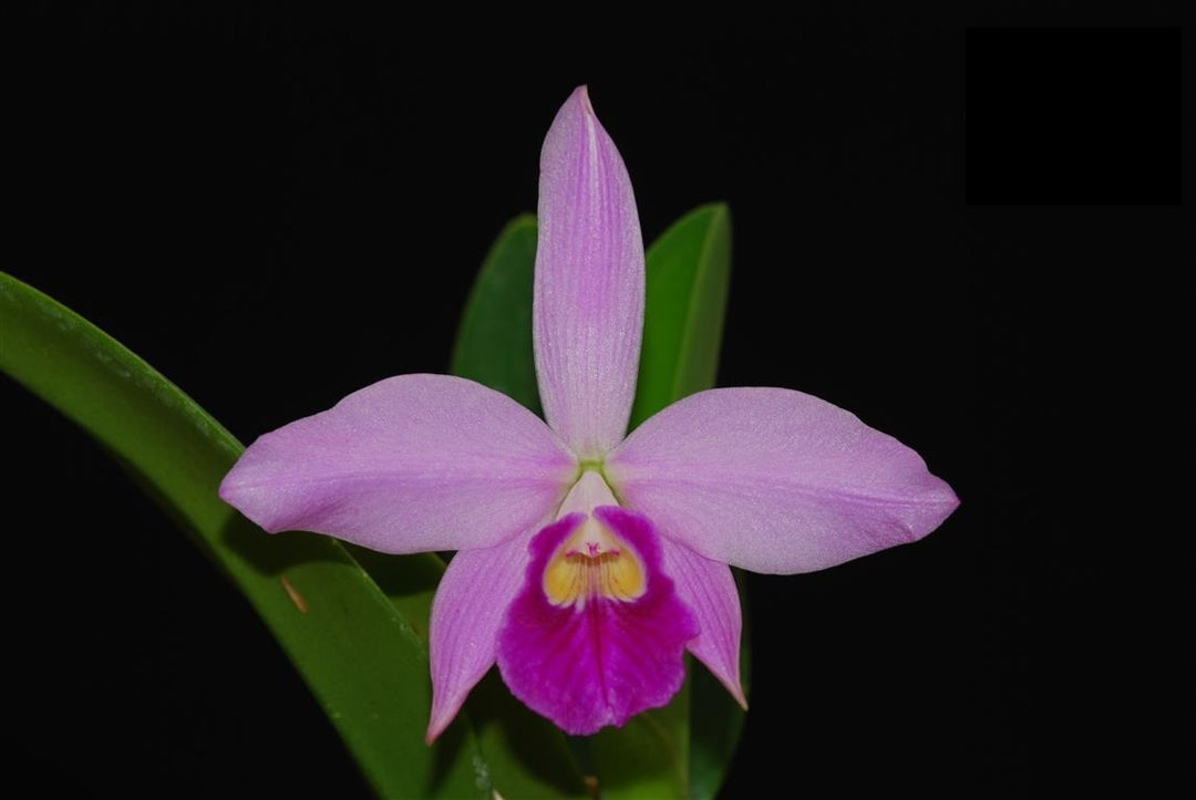 Cattleya Rubin x C. sincorana