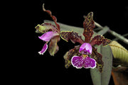 Cattleya schilleriana