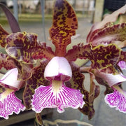 Cattleya schilleriana tipo 'Binot' - Br Orquidea