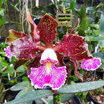 Carica l'immagine nel visualizzatore Galleria, Cattleya schilleriana 'Guarapari'