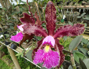 Cattleya schilleriana Imperialis