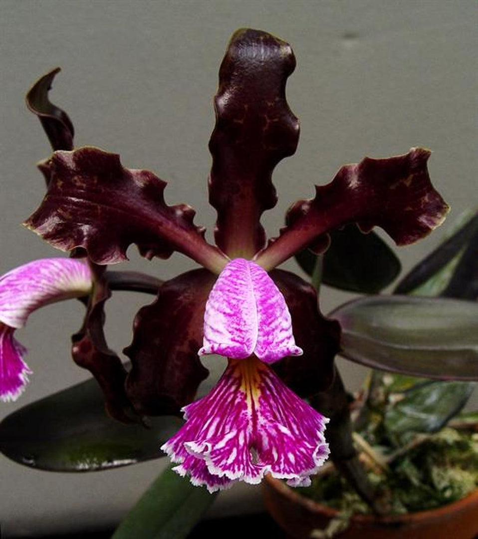 Cattleya schilleriana var. sanderiana 'Aphrii'