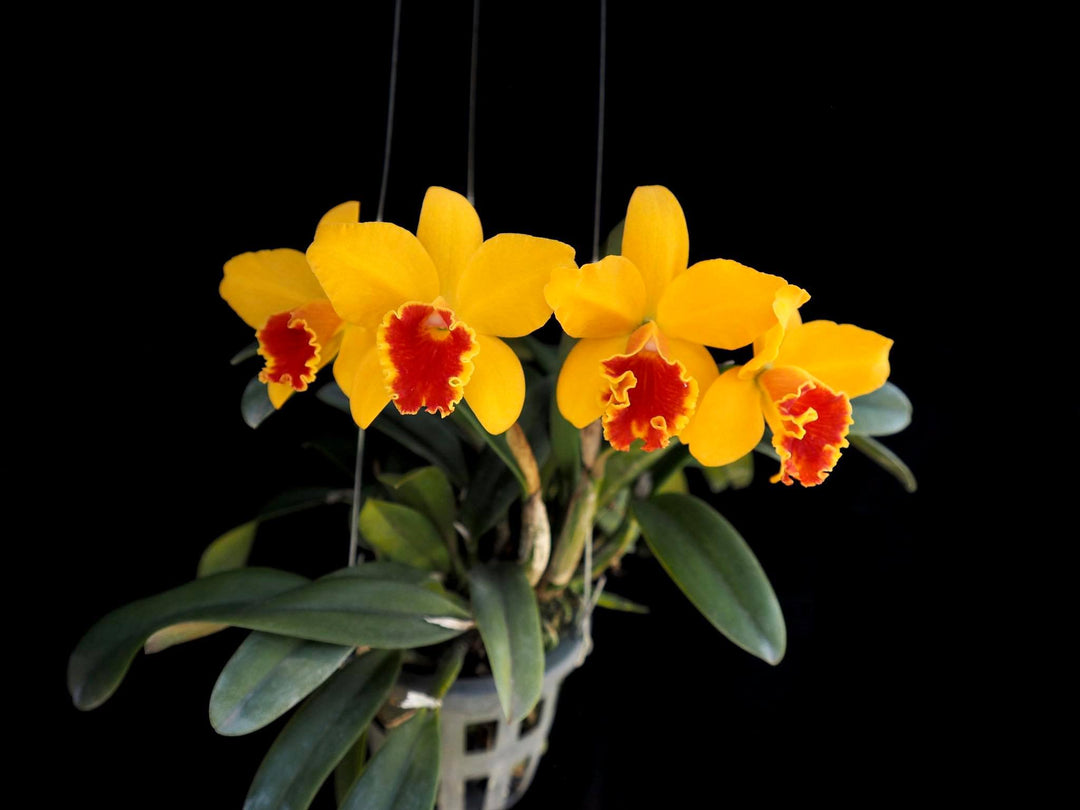 Cattleya Seagulls Beaulu Queen 'CT Hui Ya'