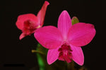 Carica l&#39;immagine nel visualizzatore Galleria, Cattleya Sheng Yi Cranberry (C.Chien Ya Ruby x C.Sheng Yi Star)
