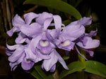 Carica l'immagine nel visualizzatore Galleria, Cattleya skinnerii var. coerulea 'My Blue Heaven'