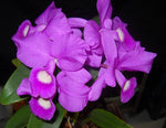 Carica l'immagine nel visualizzatore Galleria, Cattleya skinneri 'Heiti Jacobs' FCC/AOS