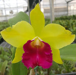 Carica l&#39;immagine nel visualizzatore Galleria, Cattleya Star Garden (C. Little Don × C. guttata)
