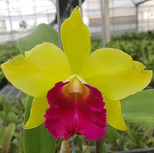 Cattleya Star Garden (C. Little Don × C. guttata)
