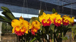 Carica l&#39;immagine nel visualizzatore Galleria, Rhyncholaeliocattleya Thongsupran Gold
