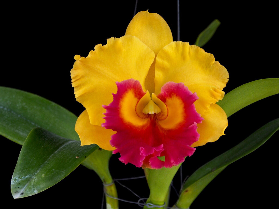 Rhyncholaeliocattleya Thongsupran Gold