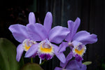 Carica l&#39;immagine nel visualizzatore Galleria, Cattleya Valentine &#39;Coerulea&#39; (C. loddigesii × C. warneri)
