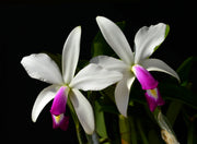 Cattleya violacea v. semi-alba