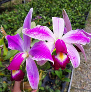 Cattleya violacea f. semialba flamea