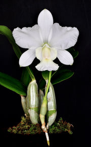 Cattleya walkeriana var. alba