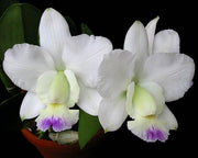 Cattleya walkeriana var. semi alba 'Kenny'
