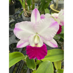 Carica l&#39;immagine nel visualizzatore Galleria, Cattleya walkeriana x Rlc. Shinfong Royal
