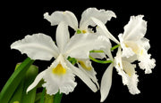 Cattleya warscewiczii var. alba 'Snow Caesar'