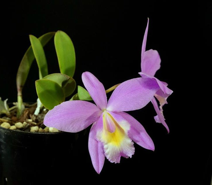 Cattleya White Island (C. walkeriana x Laelia jongheana)