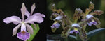 Carica l'immagine nel visualizzatore Galleria, Cattleya Whitei var. coerulea x schilleriana var. coerulea