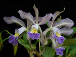 Carica l'immagine nel visualizzatore Galleria, Cattleya Whitei var. coerulea (C. schilleriana х C. warneri)