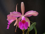 Carica l'immagine nel visualizzatore Galleria, Cattleya Whitei (C. schilleriana х C. warneri) - Br orquidea
