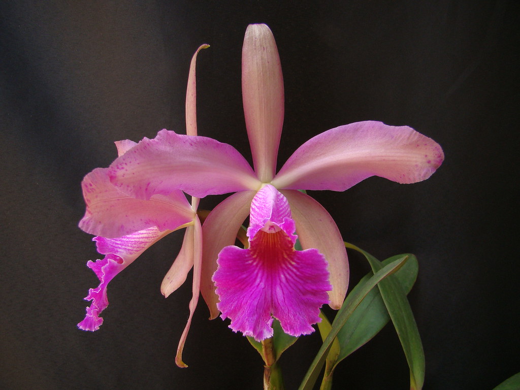 Cattleya Whitei (C. schilleriana х C. warneri) - Br orquidea
